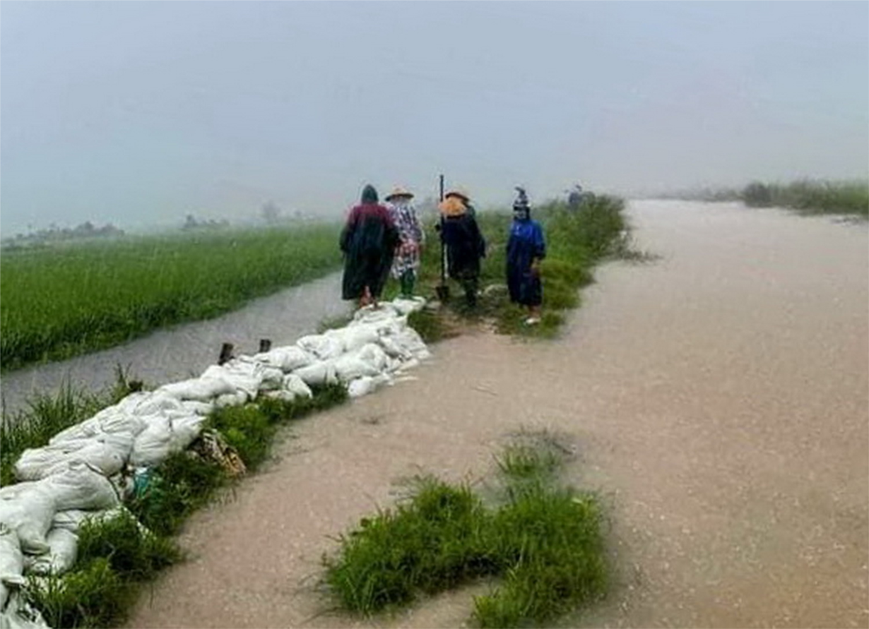 Quảng Bình: Nhiều diện tích lúa Đông Xuân bị thiệt hại do mưa lớn bất thường (02/4/2022)
